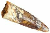 Fossil Spinosaurus Tooth - Real Dinosaur Tooth #366472-1